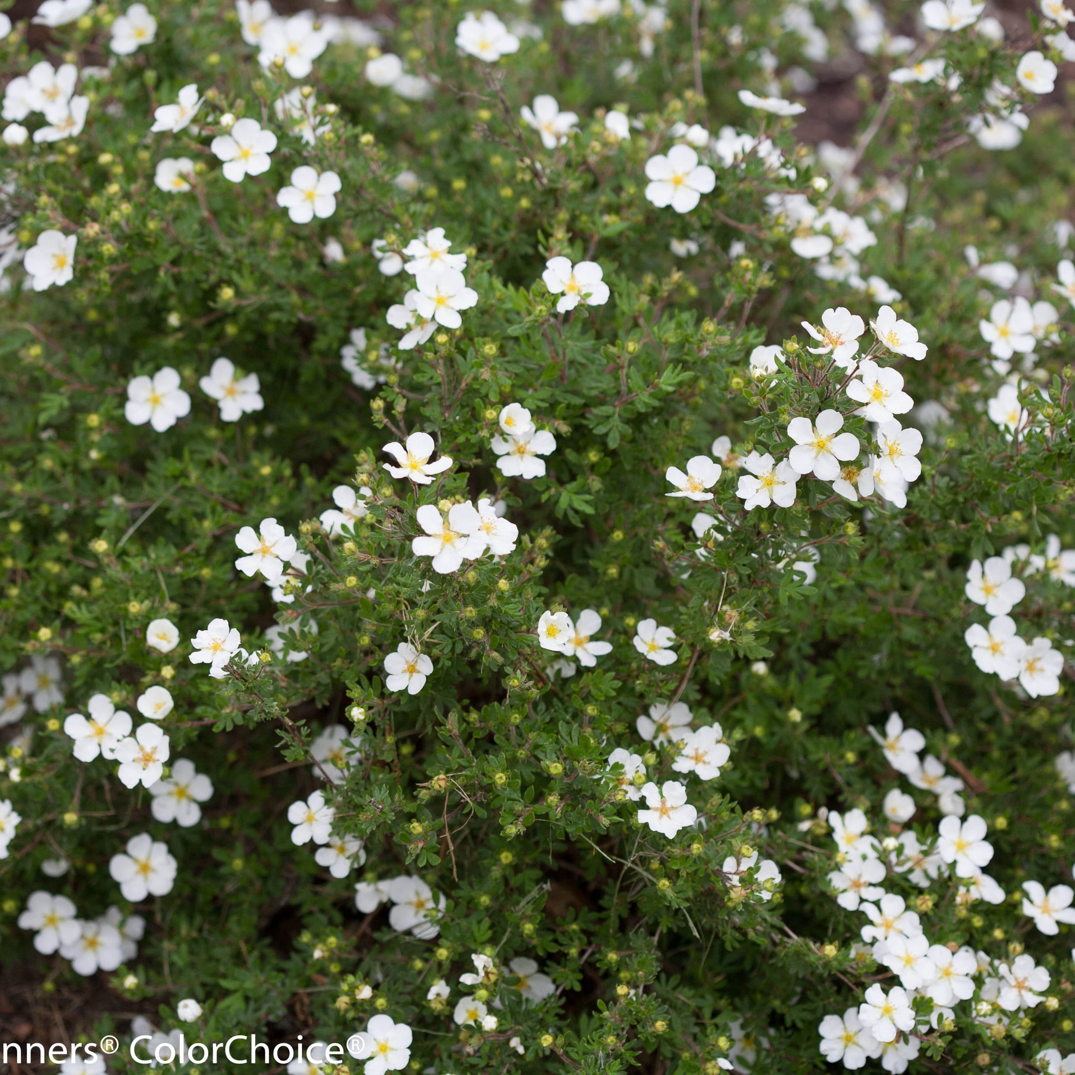 Proven Winners ColorChoice 5" Happy Face White Potentilla Live Plant in 4.5" Pot (4 Count)