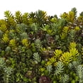 thumbnail image 2 of Expert Gardener 10x20 Multicolor Sedum Tile Live Perennial Plant, 2 of 6