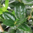 thumbnail image 5 of National Plant Network 3 gal. Ilex Auburn, 5 of 10