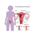 thumbnail image 3 of Fajas Bragas de útero cálidas de panal de grafeno de 5 uds, ropa interior de elevación de cadera de cintura alta (M) Kuymtek multicolor T M para Mujer, 3 of 6