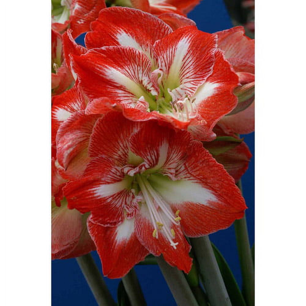 ❁TOCCA❁ AMARYLLIS ドレス 0 Bloomsz Amaryllis Tosca 26/28cm, 1-Pack - Walmart.com