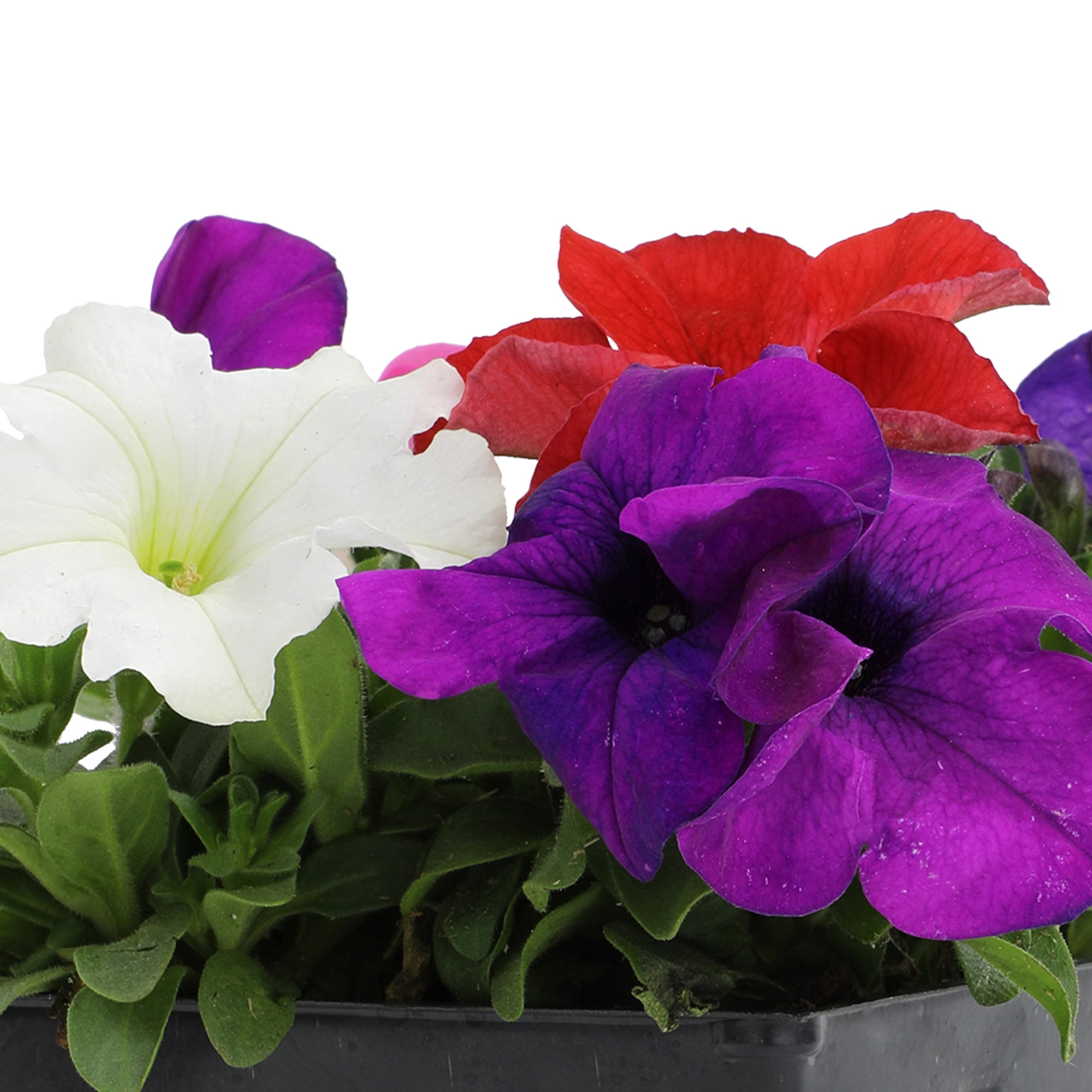 Expert Gardener 4PK Pink Blue White Red Petunia Live Plant