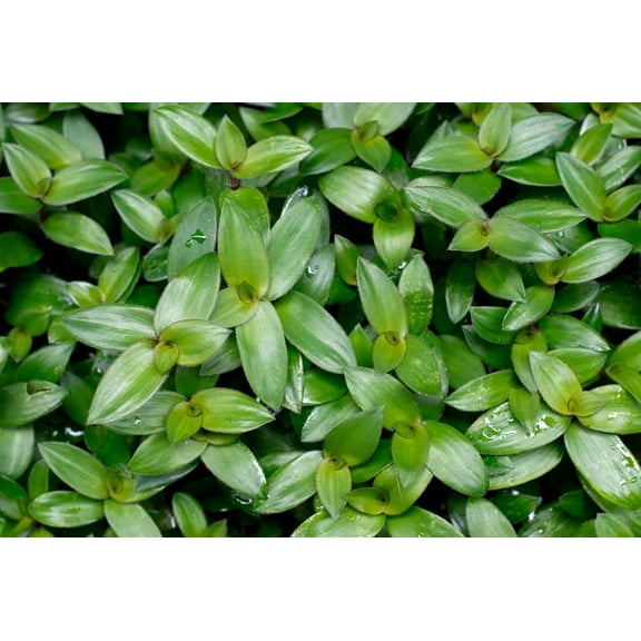 10 Small Leaf Tradescantia Spiderwort Cuttings to Grow - Easy to Grow Wandering Jew