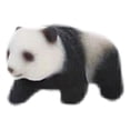 thumbnail image 1 of Figuras de Panda en miniatura Sunnimix escala 1:87 Estilo C, 1 of 7