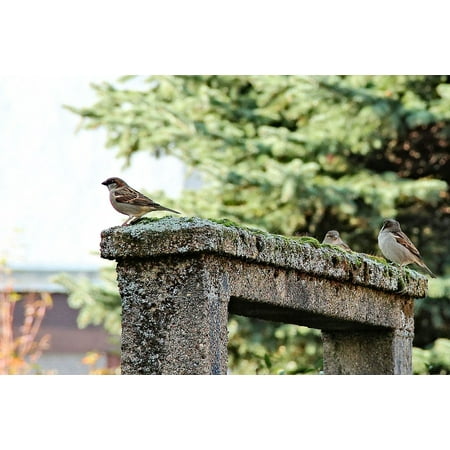 LAMINATED POSTER Archway Moss Birds Roof Landscape Nature Sparrows Poster Print 24 x (Best Way To Get Moss Off Roof)