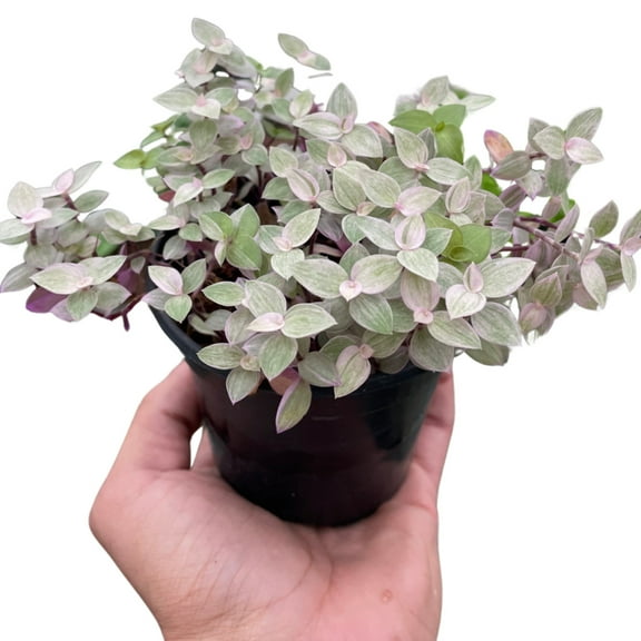 Tradescantia Callisia 'Pink Panther', 4" Pot, Indoor Houseplant, Easy Care, Live Plant for Indoor & Outdoor