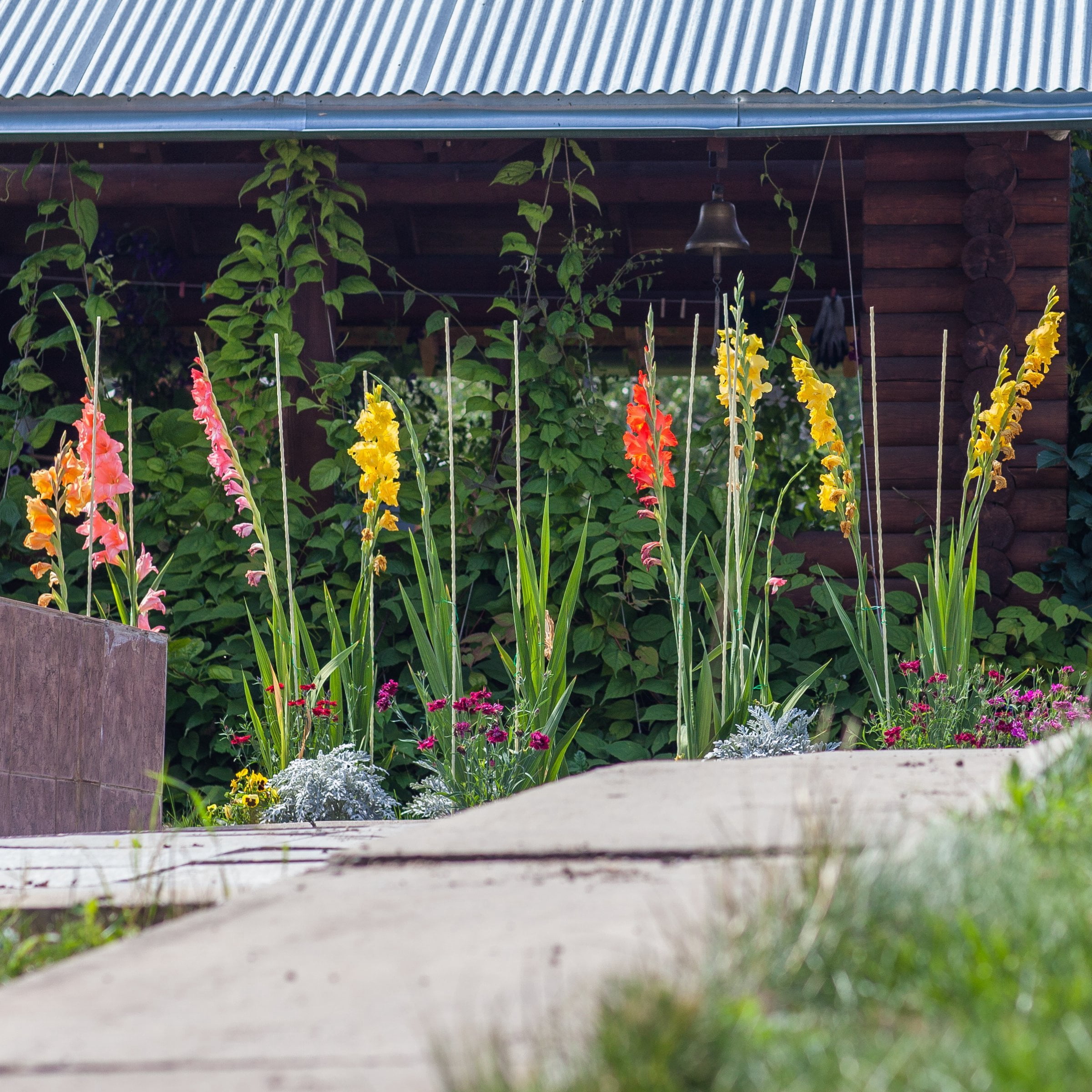 National Plant Network Gladioli Mixed Bulbs (20-Pack)