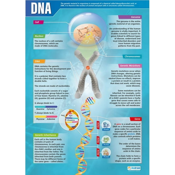 DNA Science Classroom Poster - EXTRA LARGE 33” x 23.5" - Gloss Paper - Science Middle & High School Class Decoration - Wall Charts by Daydream Education.