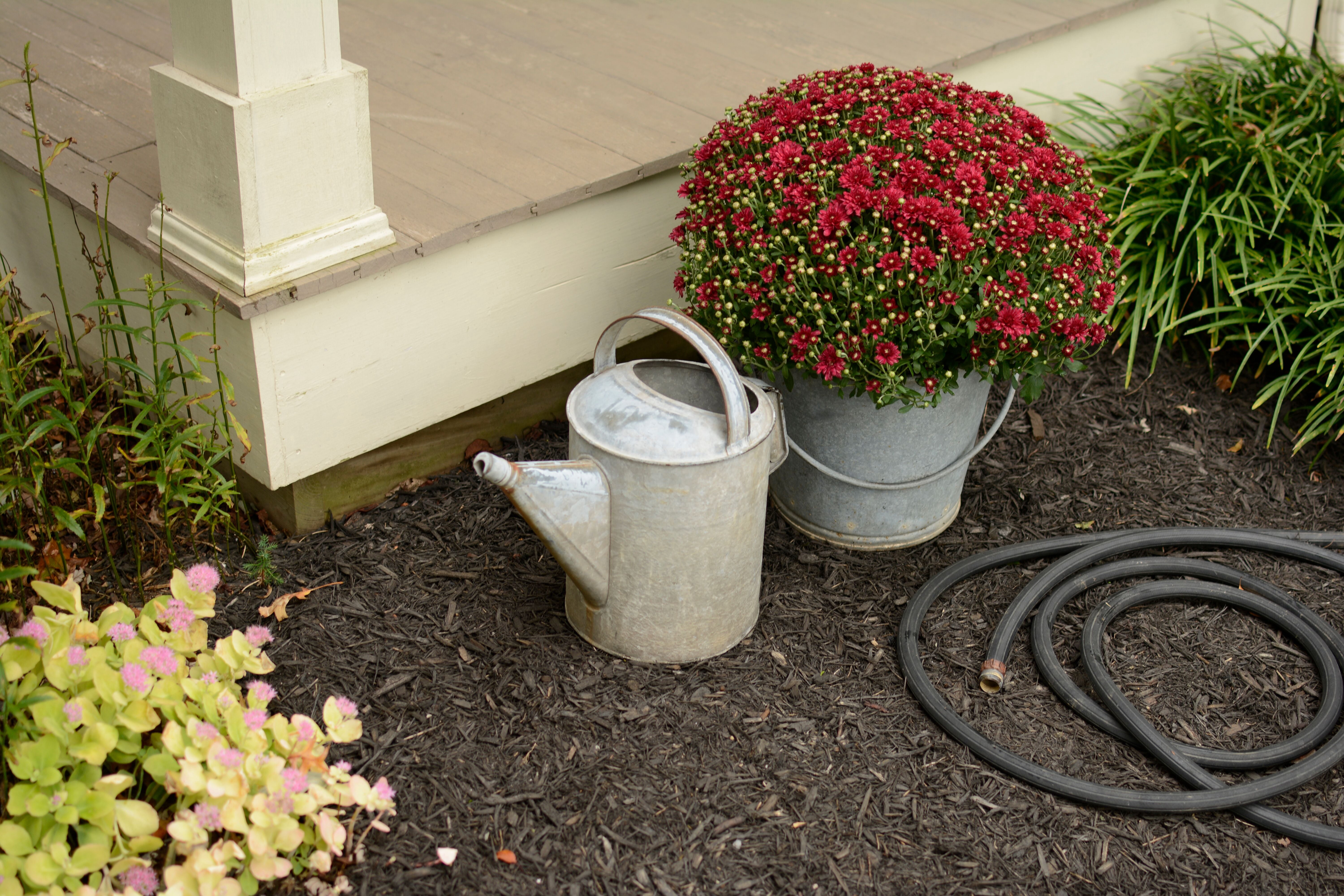 Expert Gardener 3QT Mum Red