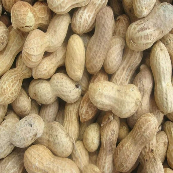 Shelled Peanuts For Squirrels