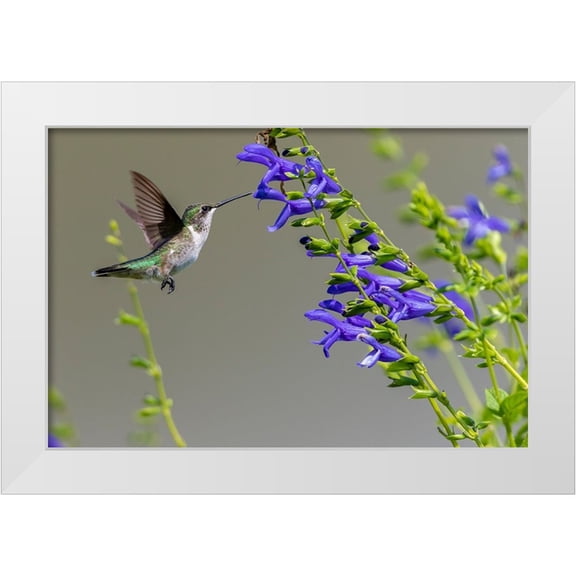 Day, Richard and Susan 14x11 White Modern Wood Framed Museum Art Print Titled - Ruby-throated Hummingbird-Archilochus colubris-at Blue Ensign Salvia-Salvia guaranitica-Marion Coun