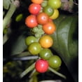 thumbnail image 3 of Black Pepper Plant - Piper nigrum - Grow Indoors or Out - 4" Pot, 3 of 4