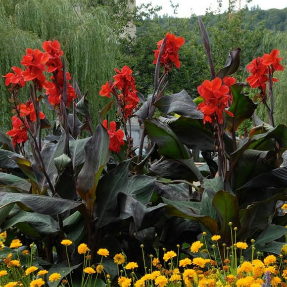 Flower Bulbs - Canna Indica Hybrid Black Knight (3 Bulbs)