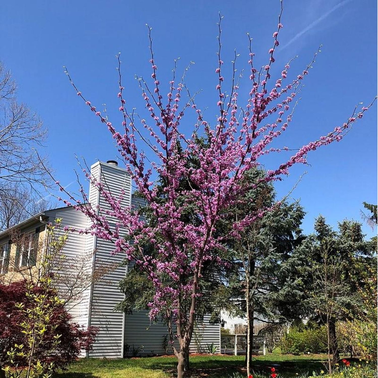 Expert Gardener 2-3 ft. tall Black Pearl Redbud Tree in 5- Gallon Grower Pot