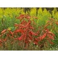 thumbnail image 2 of Fitzharris, Tim 18x15 Gold Ornate Wood Framed with Double Matting Museum Art Print Titled - Sumac and Goldenrods near DeQueen-Arkansas, 2 of 4