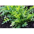 thumbnail image 2 of Earthcare Seeds - Arugula Slow Bolt 1000 Seeds (Eruca Sativa) Heirloom - Open Pollinated, 2 of 5