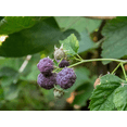 thumbnail image 3 of Glencoe Thornless Raspberry Plants Live, Raspberry Trees Live Plants, Raspberry Seedlings, 5-9 Inc, Raspberry Fruits Trees, 3 of 10
