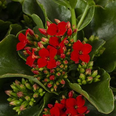 Better Homes & Gardens 3QT Multicolor Kalanchoe Live Annual Plant Decorative Pot Sun