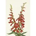 thumbnail image 2 of Mary Vaux Walcott 11x14 Black Ornate Wood Framed Double Matted Museum Art Print Titled: Fire Pentstemon. Pentstemon Eatonii (1925), 2 of 5