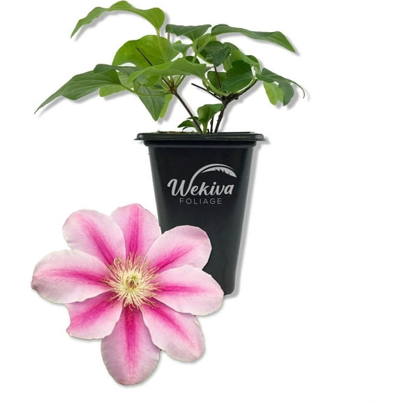 Clematis Bees Jubilee - Live Starter Plant in a 2 Inch Growers Pot - Bold and Beautiful Flowering Vine Perfect for Patio Or Garden