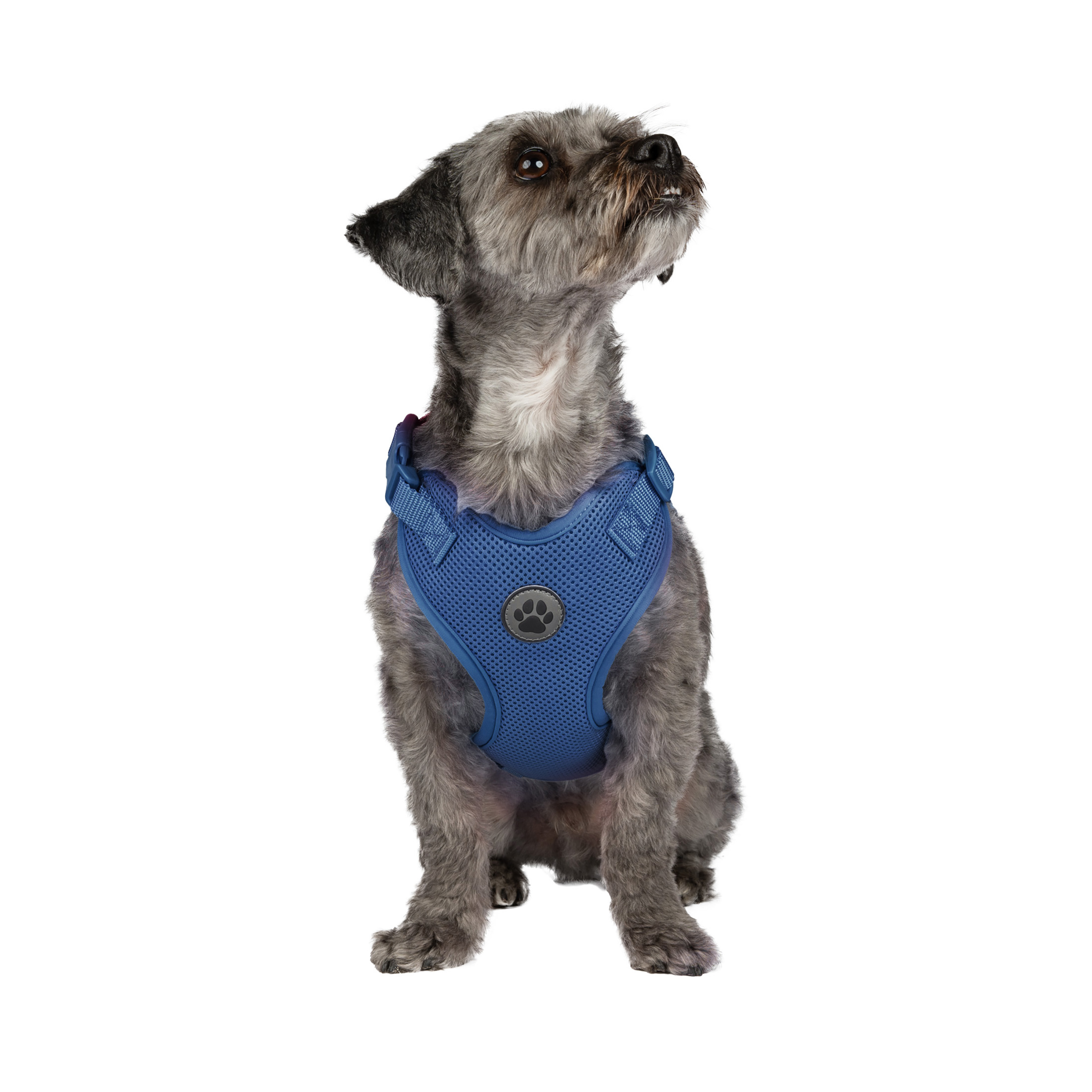 Vibrant Life Polyester Mesh Adjustable and Reflective Dog Walking Harness, Blue, S