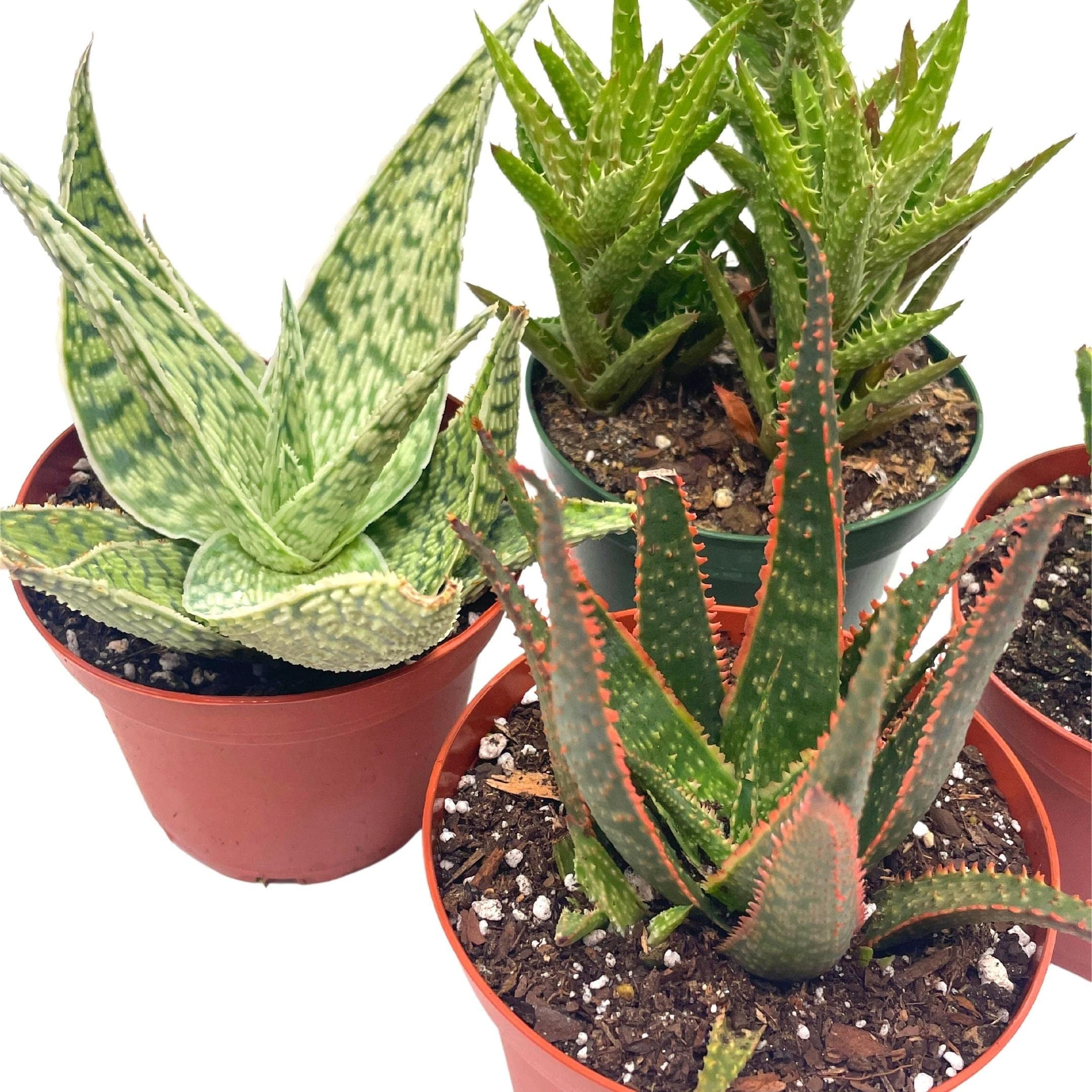 aloe vera aromatica Aromatica] Soothing Aloe Vera Gel 300ml – Luxiface.com