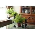 thumbnail image 3 of HC Companies 13" Wide Sierra Planter Plastic Planter, Nordic Bronze (3 Pk), 3 of 3