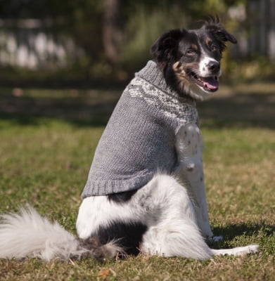 angora dog sweater
