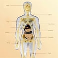thumbnail image 4 of Clear Human Skeleton Anatomy Model With Detachable Organs Interactive Educational Toy For Kid Age 8+ Classroom Teaching Multicolor, 4 of 4
