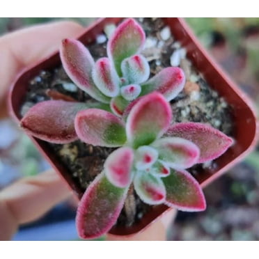 Live Succulent Echeveria Plants (2"Pot Echeveria Devotion)