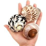 Sinkoo 3pcs Boutique Large Hermit Crab Shells 2.9"-3.3" Opening Size 1.2" - 2" Natural Hermit Crab Growth Shells Habitat Decor Hermit Crab Theme Gift Hermit Crab Supply