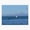 1pcs, variant on Gliding In Ocean Motion Sticker