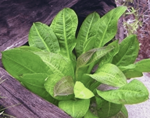 Echinodorus Rosette Sword  Plant Live Aquarium Plants