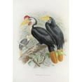 thumbnail image 2 of Daniel Giraud Elliot 18x24 Gold Ornate Framed and Double Matted Museum Art Print Titled - Cranorrhinus Corrugatus (1882), 2 of 4