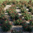 thumbnail image 4 of Brighter Blooms - Petite Knock Out® Rose, 2 Quart - No Shipping to AK, AZ, HI, 4 of 5