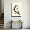 thumbnail image 3 of Eastern Print Vintage Owl Art Print, Birds of Australia Poster, Antique Owl Illustration, Hand-Drawn Wall Art, Modern Decor, Size 12x18 UNFRAMED, 3 of 5