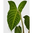 thumbnail image 6 of Xanthosoma 'Lendenii' - Live Air-Purifying Indoor Plant in Nursery Pot – Easy Care, Low Maintenance Houseplant for Home & Office Decor, Natural Air Cleaner, Best for Beginners (6"Pot), 6 of 8