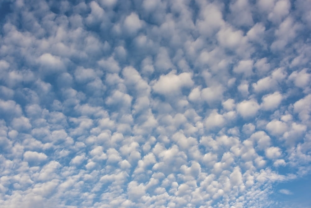 Usa Washington State Mackerel Sky Makes Compelling Patterns In Bright Blue Sky Poster Print By Trish Drury Walmart Com Walmart Com Usa Washington State Mackerel Sky Makes Compelling Patterns In Bright Blue Sky Poster Print By Trish Drury Walmart Com Walmart Com