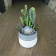 thumbnail image 2 of Miniature Agave Plastic Succulent Plant Artificial Desert Decor Gift, 2 of 2