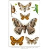 Kentish Glory Emperor and Tau Emperor Moths of Europe Insect Wall Art of Moths and Butterflies butterfly Illustrations Insect Poster Moth Print Cool Wall Decor Art Print Poster 24x36