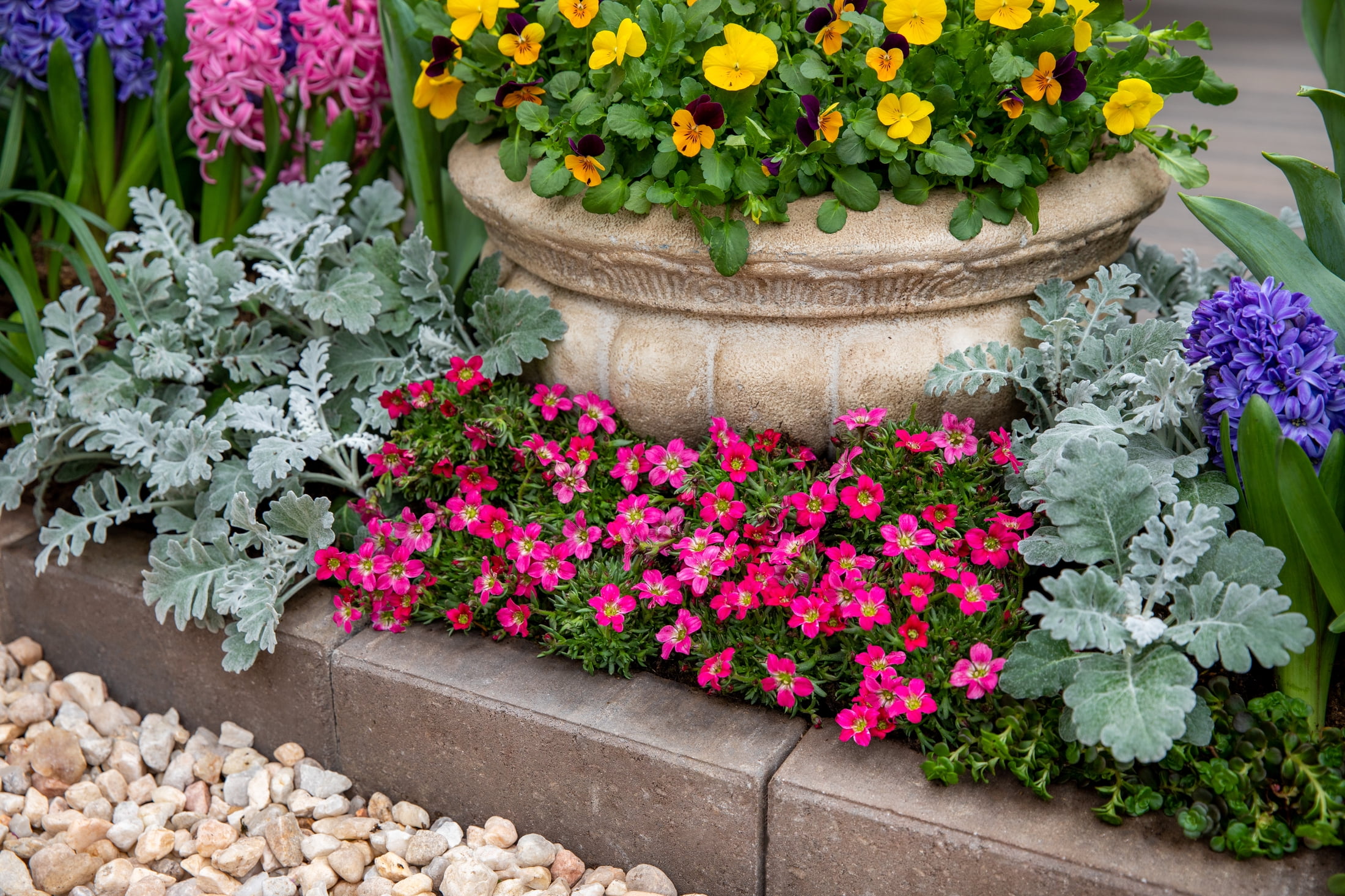 Better Homes & Gardens QT Multicolor Saxifraga Live Plants with Grower Pot