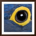 thumbnail image 3 of Art.com Hyacinth Macaw, 1 Year Old, Close Up On Eye Photographic Print by Life on White, Brown Frame Wall Art, 38" x 38", 3 of 4