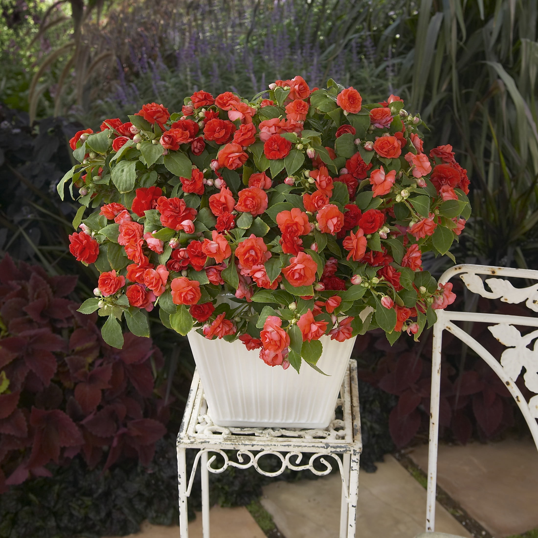 Proven Winners 4" Rockapulco Red Double Impatiens Live Plant in 4.25" Pot (4 Count)