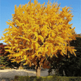 thumbnail image 4 of Ginkgo Tree Plant, Outdoor Garden, 6'' Tall in Quart Pot, 4 of 5
