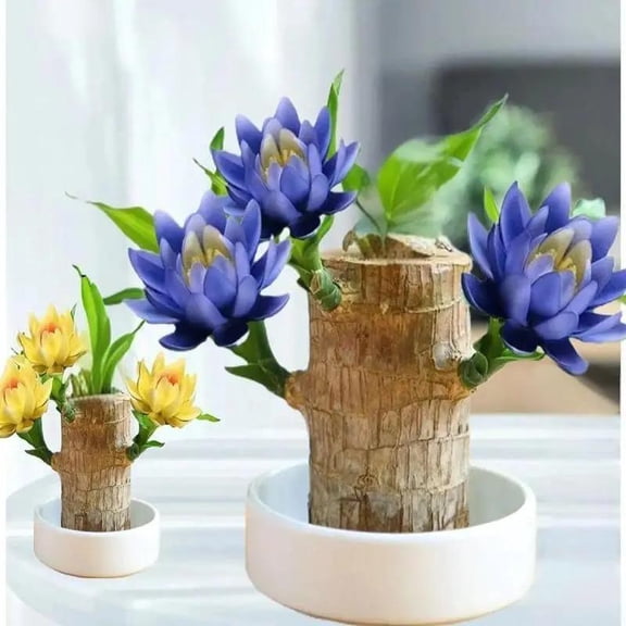 Brazil Lucky Wood Plant Brings Luck Prosperity and Natural Beauty with Elegant Brazilian Wood Desktop Decoration Perfect for Home Office or Gift Giving Air Purifying Low Maintenance Plant That