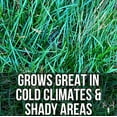 thumbnail image 4 of Crooked Bend Blue Eagle Kentucky Bluegrass Seed, 50LB Bulk Bag, Uncoated & No Fill, Grow Beautiful & Best Yards, Thicken Lawns & Turf Fields, Growing Dark Green Organic Grass Carpet, Cold Tolerant, 4 of 9