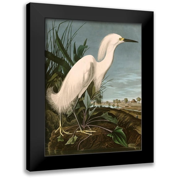 John James, Audubon 12x14 Black Modern Framed Museum Art Print Titled - Snowy Heron or White Egret