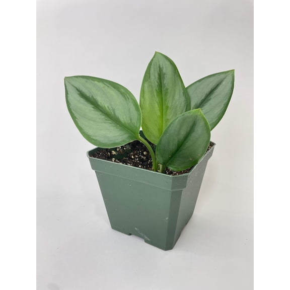 Bumble Plants Scindapsus Treubii Moonlight - Full Live Colorful Houseplant in Nursery Pot, Easy Care, Indoor Plant for Beginners