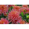 thumbnail image 2 of Omega Dinnerplate Cactus Dahlia - 1 Top Size Tuber, 2 of 4