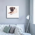 thumbnail image 5 of Epic Graffiti 'Cute Pug Puppy' by Edward M. Fielding, Giclee Canvas Wall Art, 37"x37", 5 of 8